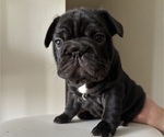 Puppy Nova French Bulldog