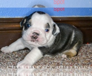 English Bulldog Puppy for Sale in LUBBOCK, Texas USA
