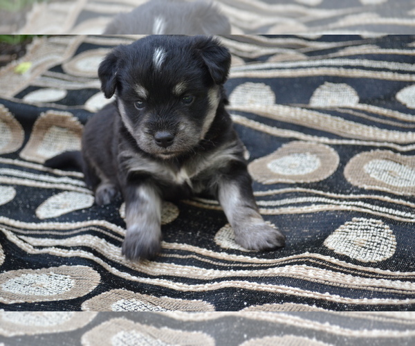Medium Photo #3 Alaskan Klee Kai-Pomeranian Mix Puppy For Sale in GREENWOOD, WI, USA