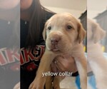 Image preview for Ad Listing. Nickname: Yellow collar