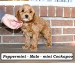 Small #4 Cockapoo (Miniature)
