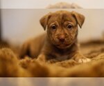 Small Photo #3 German Shepherd Dog-Huskies  Mix Puppy For Sale in Princeton, MN, USA