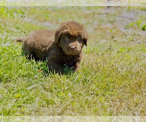 Medium Newfoundland