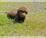Puppy Brown boy Newfoundland
