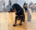 Small #1 Rottweiler