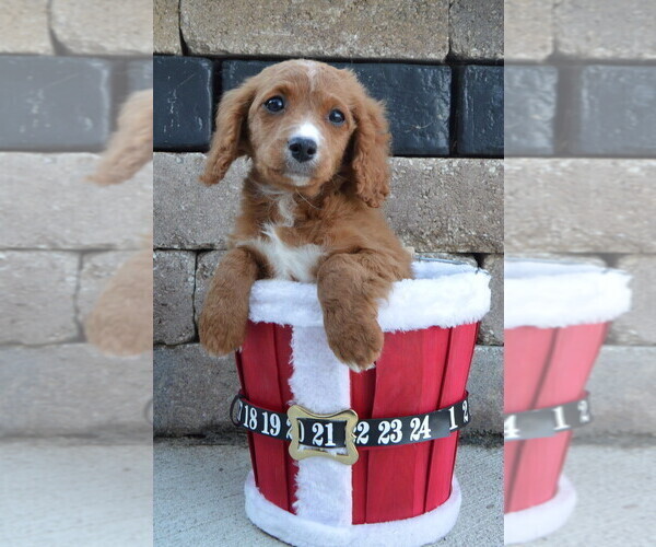 Medium Photo #15 Cavapoo Puppy For Sale in CELINA, OH, USA