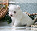 Small Photo #14 Maltese Puppy For Sale in HOLMESVILLE, OH, USA
