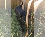 Small #2 Labrador Retriever Mix