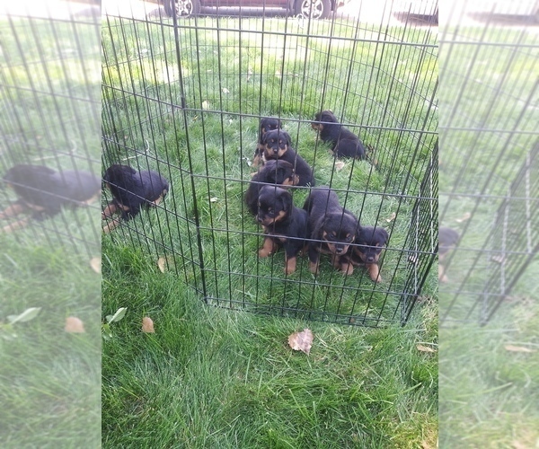 Medium Photo #3 Rottweiler Puppy For Sale in AURORA, CO, USA