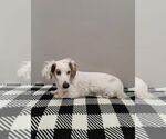 Small #2 Dachshund