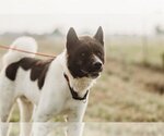 Small Photo #1 Akita-Unknown Mix Puppy For Sale in Pottstown, PA, USA