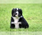 Small Photo #9 Australian Shepherd Puppy For Sale in NEWTON FALLS, OH, USA