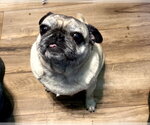 Small #2 Pug