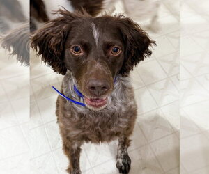 Brittany Dogs for adoption in Curwensville, PA, USA