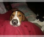 Small #3 Treeing Walker Coonhound Mix