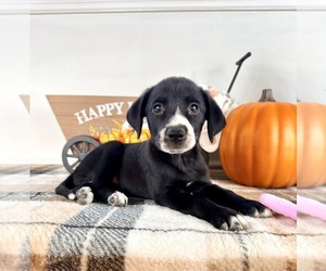 Border Collie Puppy for sale in GREENFIELD, IN, USA