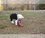Small Photo #27 Old English Sheepdog Puppy For Sale in MARIONVILLE, MO, USA