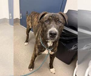 Catahoula Leopard Dog-Unknown Mix Dogs for adoption in HESPERIA, CA, USA