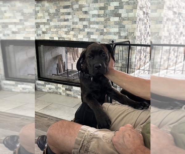 Medium Photo #7 Rotticorso Puppy For Sale in REEVESVILLE, SC, USA
