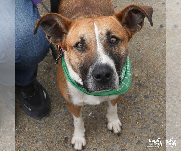 Medium Photo #6 Mutt Puppy For Sale in Washington, DC, USA