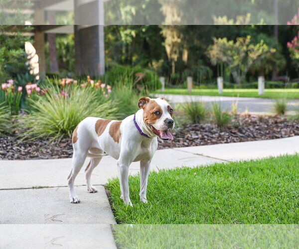 Medium Photo #10 Mutt Puppy For Sale in  Gainesville, FL, USA