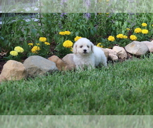 Medium Bichon Frise