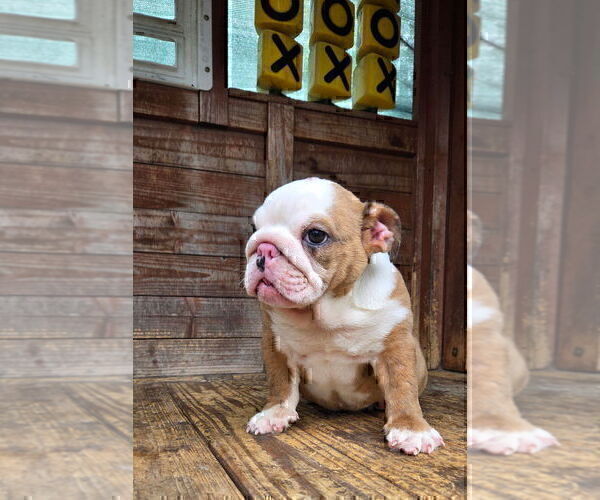 Medium Photo #8 English Bulldog Puppy For Sale in PORTLAND, OR, USA