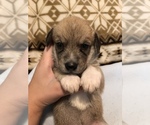 Small Photo #1 Beagle-Siberian Husky Mix Puppy For Sale in SULPHUR, LA, USA