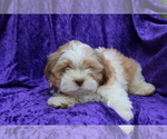 Small #1 Zuchon