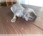 Small Photo #1 Doxle Puppy For Sale in ROCK VALLEY, IA, USA