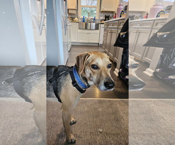 Medium Photo #4 Mutt Puppy For Sale in Farmington, MN, USA