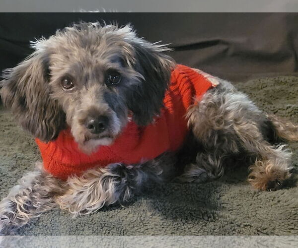 Medium Photo #4 Mutt Puppy For Sale in Westmont, IL, USA