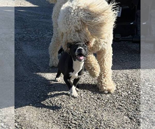 Medium Photo #7 Boxer-Unknown Mix Puppy For Sale in Roaring River, NC, USA