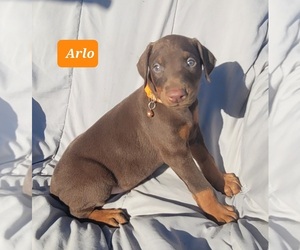 Doberman Pinscher Puppy for sale in POMEROY, OH, USA