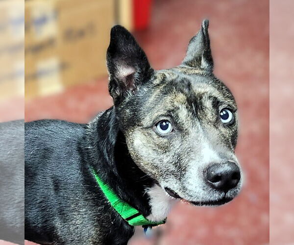 Medium Photo #1 Mutt Puppy For Sale in Fargo, ND, USA