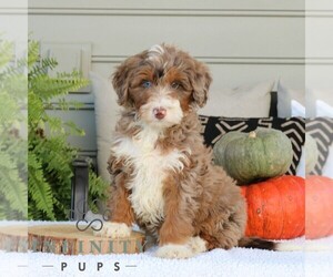Bernedoodle (Miniature) Puppy for sale in NARVON, PA, USA