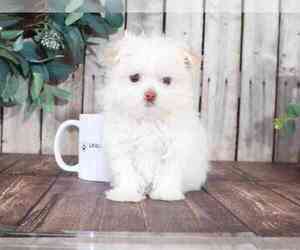 Havanese Puppy for sale in MOUNT VERNON, OH, USA