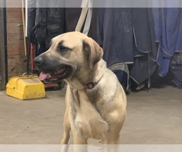 Medium Photo #1 Great Dane-Labrador Retriever Mix Puppy For Sale in CHESAPEAK BCH, MD, USA