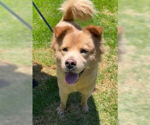 Chow Chow-Unknown Mix Dogs for adoption in Ventura, CA, USA