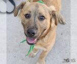 Small #1 Mutt