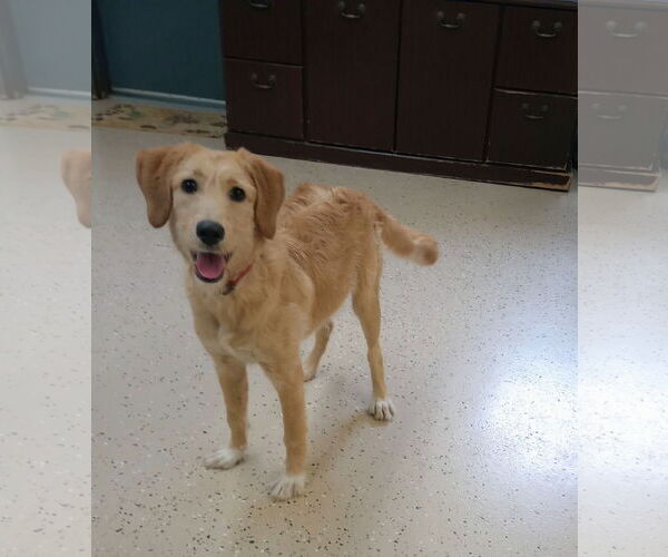 Medium Photo #4 Labrador Retriever-Unknown Mix Puppy For Sale in York, SC, USA