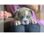 Small Photo #9 Olde English Bulldogge Puppy For Sale in OVERLAND, KS, USA