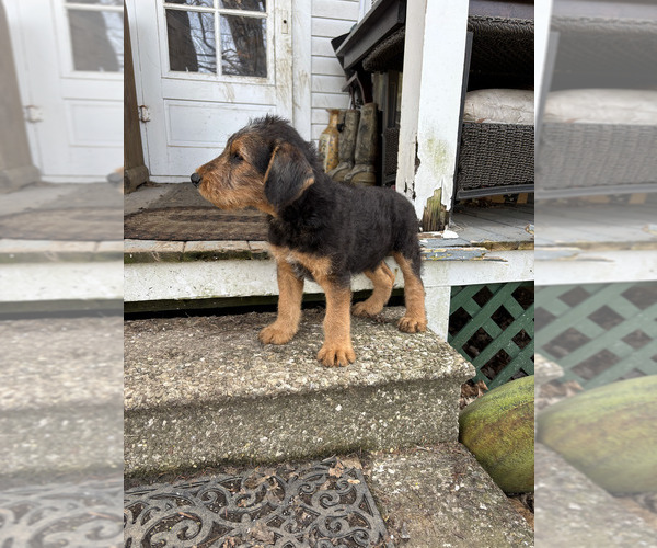 Medium Photo #6 Airedale Terrier Puppy For Sale in ELMA, NY, USA