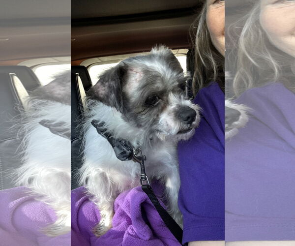 Medium Photo #3 Shih Tzu Puppy For Sale in Wheaton, IL, USA