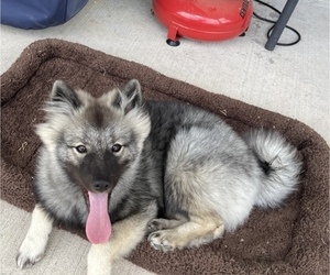 Keeshond Puppy for sale in SPRING, TX, USA
