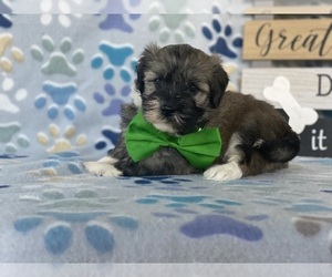 Havanese Puppy for sale in LANCASTER, PA, USA