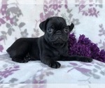 Small Photo #14 Pug Puppy For Sale in LAKELAND, FL, USA