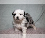 Puppy Blossom Bernedoodle (Miniature)