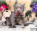 Small Photo #2 Labrador Retriever Puppy For Sale in CLAY, PA, USA