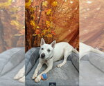 Bodhi - Male Mutt Dog for Adoption - Small photo